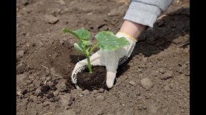 Обзор сорта огурцов "Колибри" (характеристики, свойства, фото)