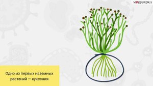 09. Эволюция растительности. Направления эволюции