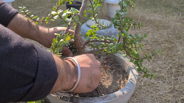 Jade Plant Bonsai | Lucky plant смотреть онлайн