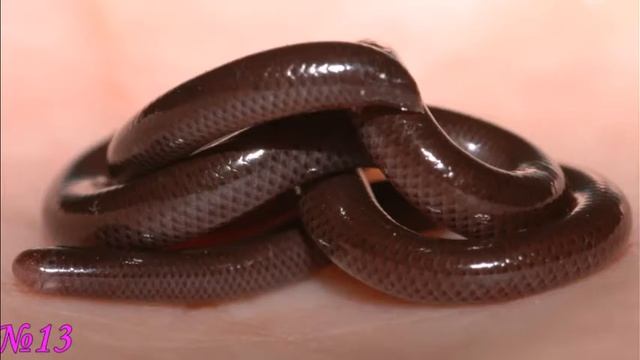 20 Интересных фактов о змеях! смотреть онлайн