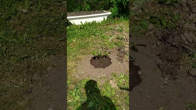 Хобби, часть третья, проращиваю грецкий орех ? , обзор спустя 23 дня, орех теперь на улице 25.06.23 смотреть онлайн