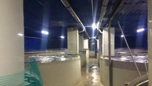 Отопление УЗВ своими руками ЗА КОПЕЙКИ.  Дегазация воды