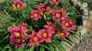 Цветение лилейников в моем саду.