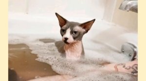 ПОДГОТОВКА СФИНКСА К ВЫСТАВКЕ