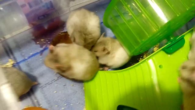 Хомячки напали на кокос 😂Грызет) Hamsters attacked a coconut)| Хомячуля: Secret Life Hamster - Pets