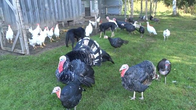 Из города в деревню / Индюки, наш опыт и планы смотреть онлайн