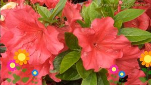 Азалия японская Арабеск. Краткий обзор, описание rhododendron obtusum 'arabesk' Arabesk