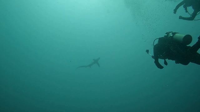 лисья акула / thresher shark