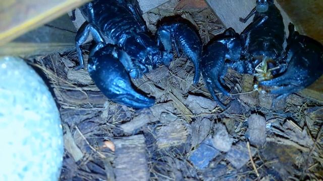 СКОРПИОН ДЕРЖИТ ТАРАКАНА В КЛЕШНЕ THE SCORPION KEEPS THE COCKROACH IN THE CLAW смотреть онлайн