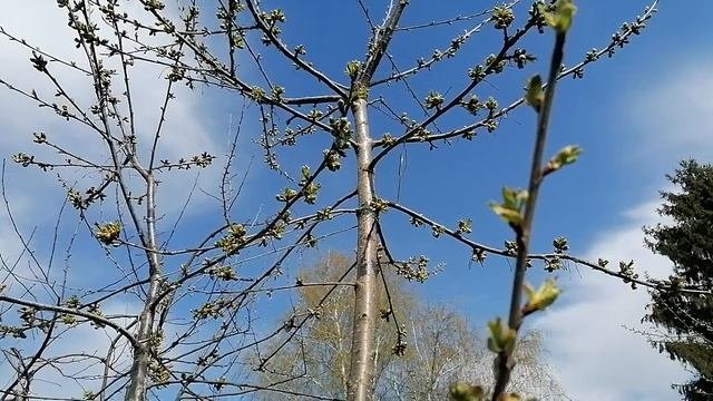 история черешни май 2022