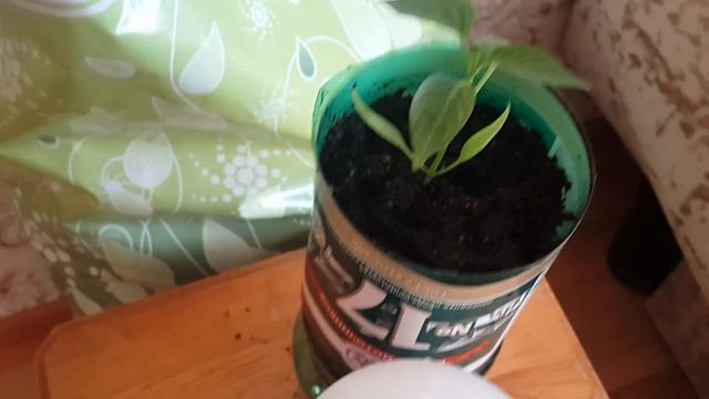 САДОВОДСТВО №4 ВЫСАЖИВАЮ РАССАДУ ТОМАТОВ И ПЕРЦЕВ НА ФИТИЛЬНЫЙ ПОЛИВ НА БАЛКОН | Пермский Влог 108 смотреть онлайн