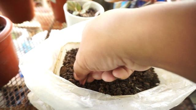 PEPEROMIA 'EDEN' ROSSO Best Propagation Technique Through Leaf Propagation смотреть онлайн