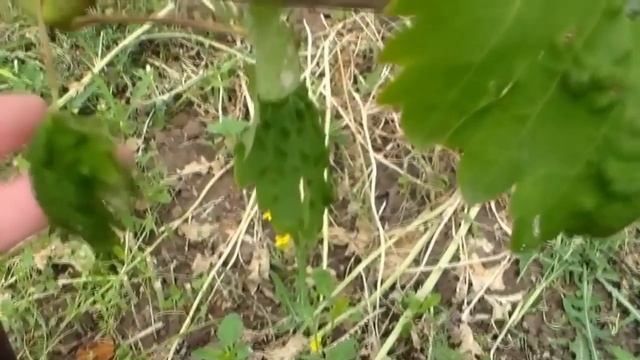 Вредители виноградника. Клещ, зудень. смотреть онлайн