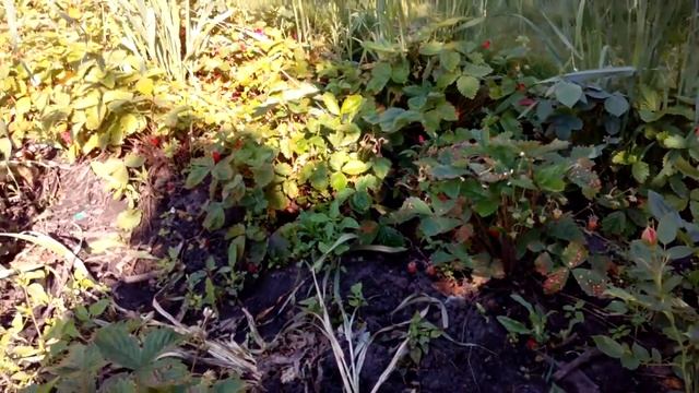 Роза Бріоза Rose Briosa патіо роза 29 червня 2020 р. смотреть онлайн