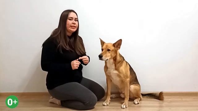 Как научить собаку крутиться вокруг себя? Голосовые команды при дрессировке. Команда «Кружись» смотреть онлайн