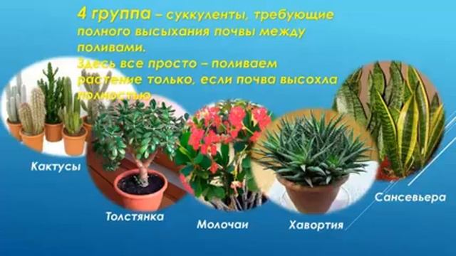 Полив комнатных растений.