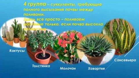 Полив комнатных растений.