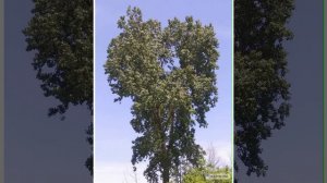 Там где клён шумит над речной волной