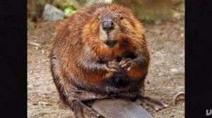 Песня про бобра