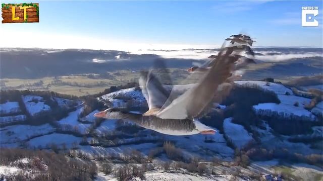 Как птицы перелетают на юг? смотреть онлайн