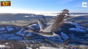 Как птицы перелетают на юг?