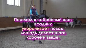 Выезда. Прибавленный шаг. Онлайн школа и конный лагерь Эклектика