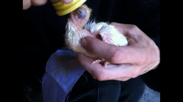 кормление птенца голубя смотреть онлайн