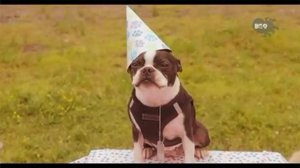 собачка гав гав.mp4