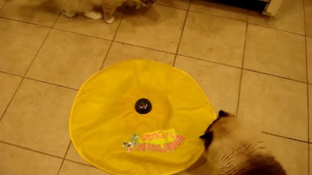 Ragdoll Cats Play with the Undercover Mouse Interactive Cat Toy - ラグドール - Floppycats смотреть онлайн