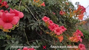 аварский нашид