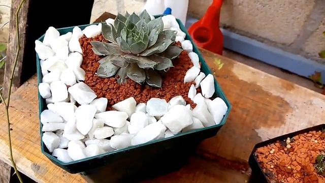 Transplante de Suculentas Sempervivum смотреть онлайн