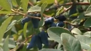 Выращиваем жимолость