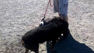 PIT BULL VS ROTTWEILER FIGHT!!! VICIOUS PIT ATTACKS ROTT.
