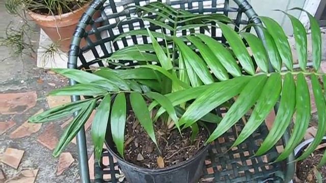 Dypsis ampasindavae Palm seedling смотреть онлайн