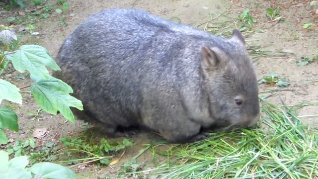 Вомбат завтракает травой смотреть онлайн