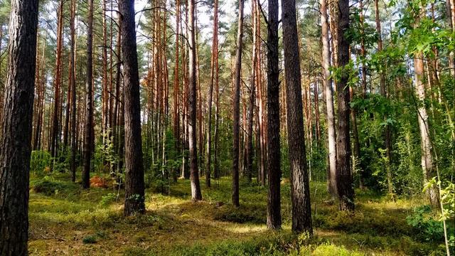 Восстановление нервной системы. Лечебное пение лесных птиц. Исцеляющие звуки природы. Релакс