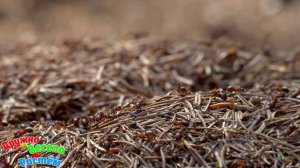 НАСЕКОМЫЕ для детей! Звуки Животных Для Самых Маленьких + Развивающие Мультики Для Детей