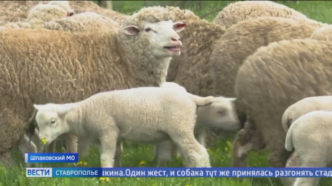 Пастушьих собак австралийских келпи выращивают на Ставрополье