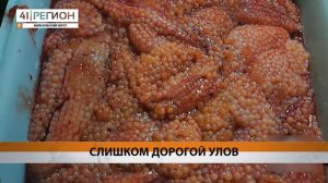 НА КАМЧАТКЕ ОСУДИЛИ ДВУХ БРАКОНЬЕРОВ ИЗ МИЛЬКОВО • НОВОСТИ КАМЧАТКИ