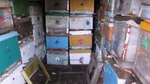 Игорь, как у тебя пчелы зимуют ? - зимовка пчел в помещении и теплая зима