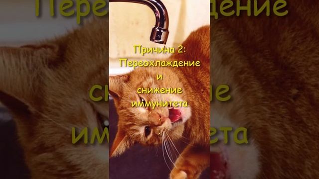 ПОЧЕМУ КОТЫ БОЯТСЯ ВОДЫ? Подпишись, чтобы ничего не пропустить!