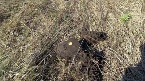 В ЭТОТ РАЗ ЗЕМЛЯНОЙ ДЕД НАС НЕ БАЛОВАЛ