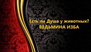 ЕСТЬ ЛИ ДУША У ЖИВОТНЫХ..АВТОР: ИНГА ХОСРОЕВА