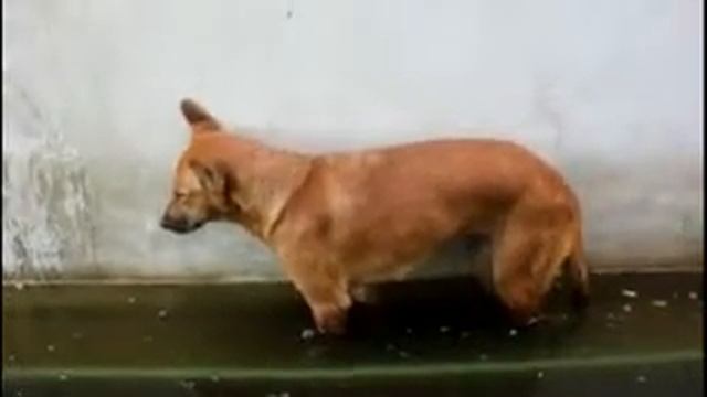 Собака мордой в воду смотреть онлайн