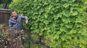 Подмосковные виноградники или в гостях у Вадима Уткина