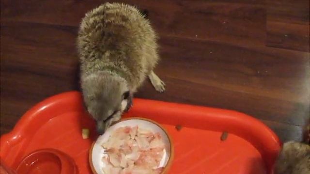 Обед домашних сурикатов смотреть онлайн