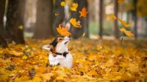 Осень золотая нас играть зовет