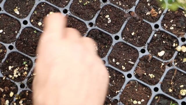 How To Germinate Coffee Beans