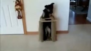 Уматные кошки приколы