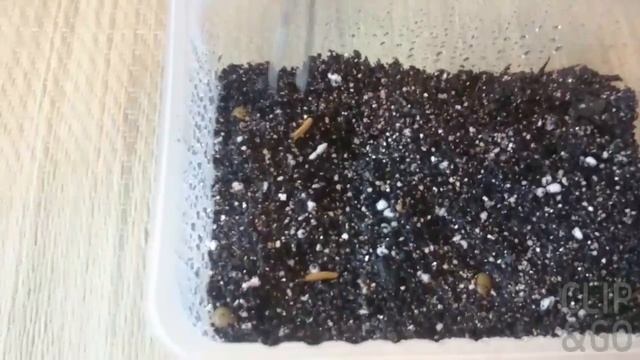Адениум, выращивание из семян!